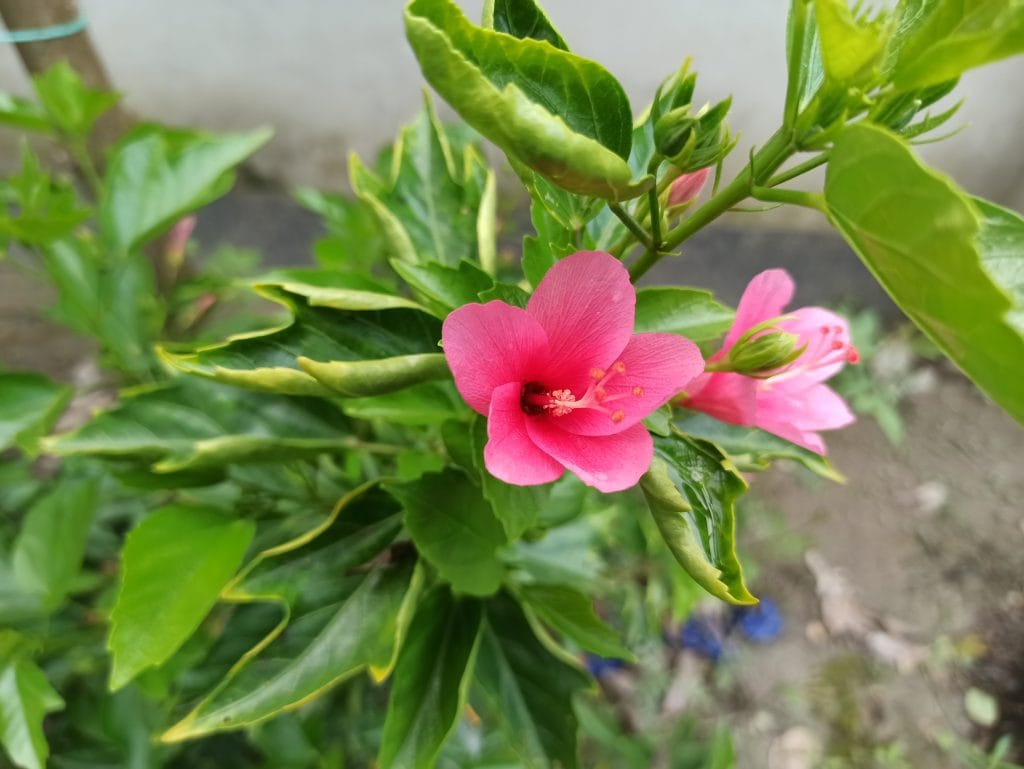 Hibiscus in my premises, Keraniganj